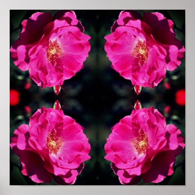 Pink Rose In Full Bloom Mirror Abstract Poster (Front)