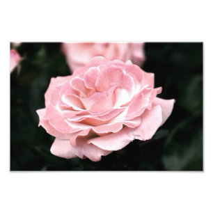 Pink Rose in Full Bloom Photo Print