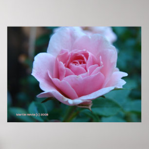 Pink Rose in Green Poster