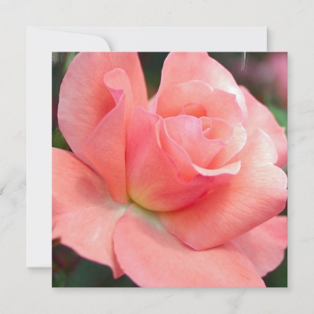 Pink Rose Invitations (Front)