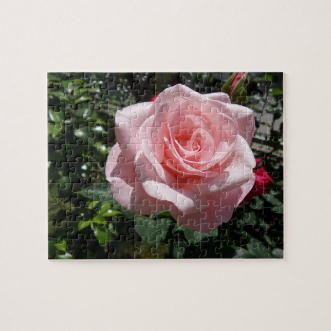 Pink Rose Jigsaw Puzzle (Horizontal)