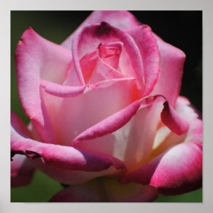 Pink Rose Kordes Perfecta Print