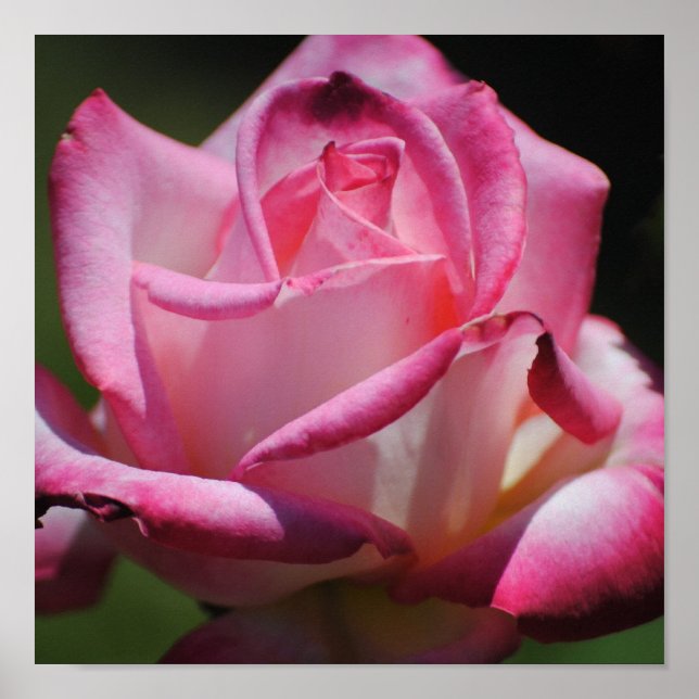 Pink Rose Kordes Perfecta Print (Front)