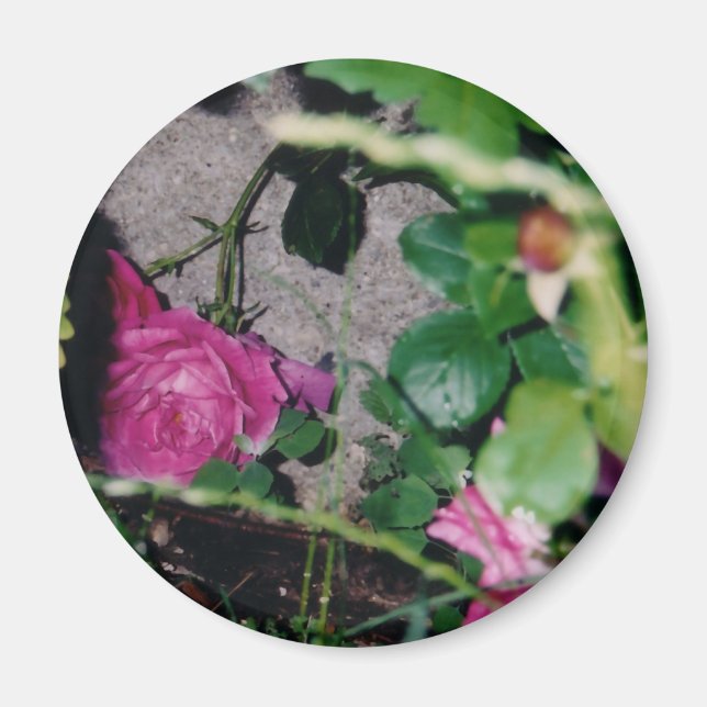 Pink Rose Magnet (Front)