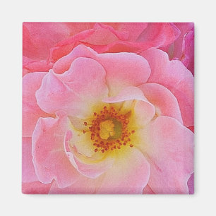 Pink Rose Magnet