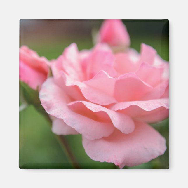 Pink Rose Magnet (Front)