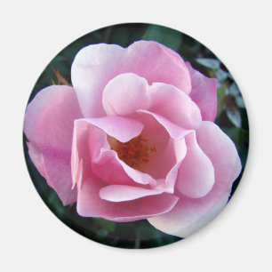 Pink Rose Magnet