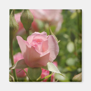 Pink Rose Magnet