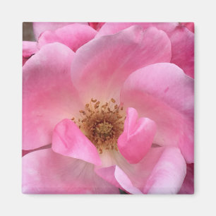 Pink Rose Magnet