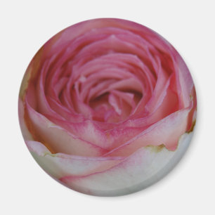 Pink rose magnet