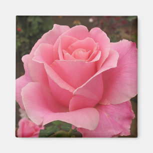 Pink Rose Magnet