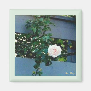 Pink Rose Magnet