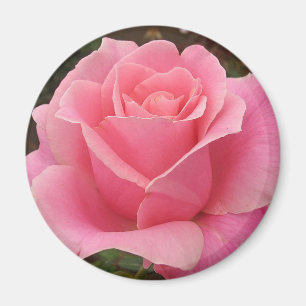 Pink Rose Magnet