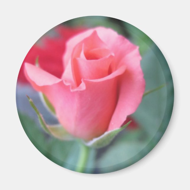 Pink Rose Magnet (Front)