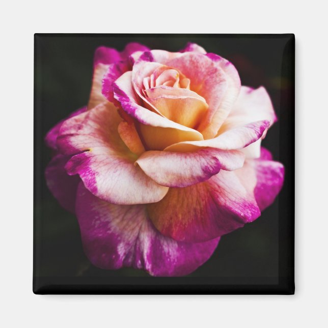 Pink Rose Magnet For Fridge and Boards (Front)