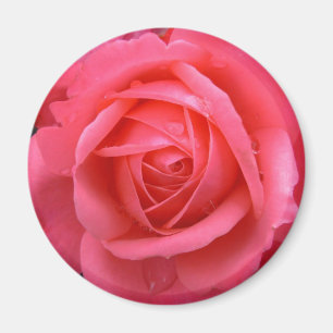 Pink Rose Magnet Pink Rose Gifts Keepsake Decor