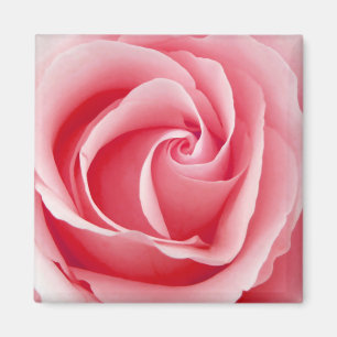 Pink Rose Magnet - Square