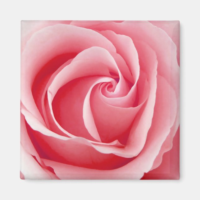 Pink Rose Magnet - Square (Front)