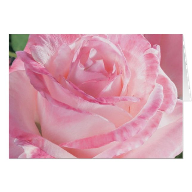 Pink Rose Note Cards (Front Horizontal)