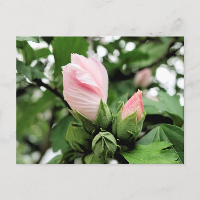 Pink Rose of Sharon bud in Spring Postcard (Front)