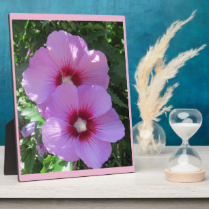 Pink Rose of Sharon Photo Plaque
