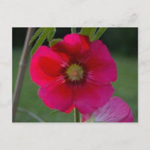 Pink Rose of Sharon Postcard