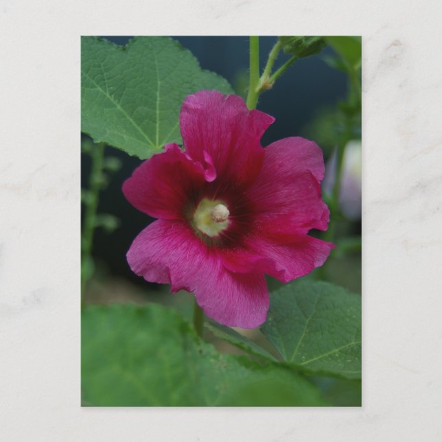 Pink Rose of Sharon Postcard (Front)