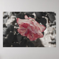 Pink Rose on Black and White Background Photo
