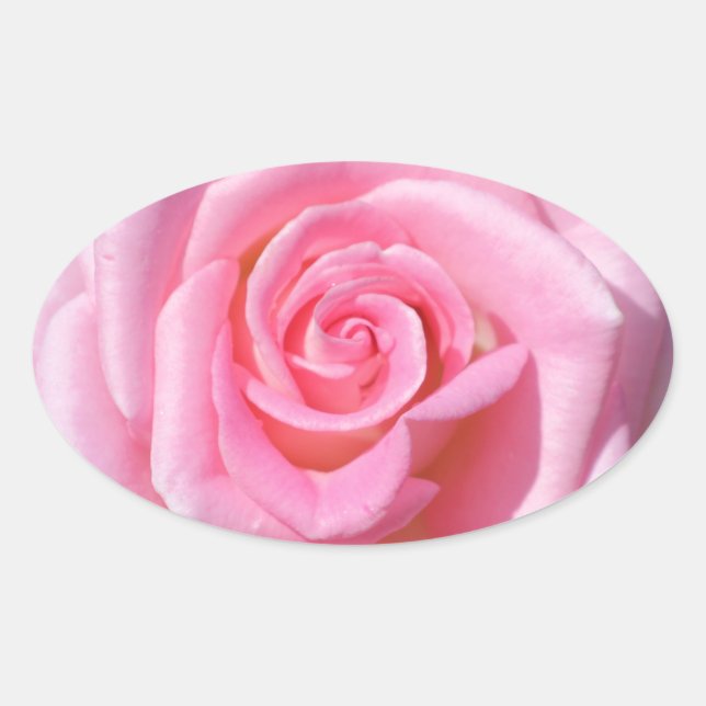 Pink Rose Oval Stickers (Front)