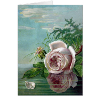 Pink Rose Over Water