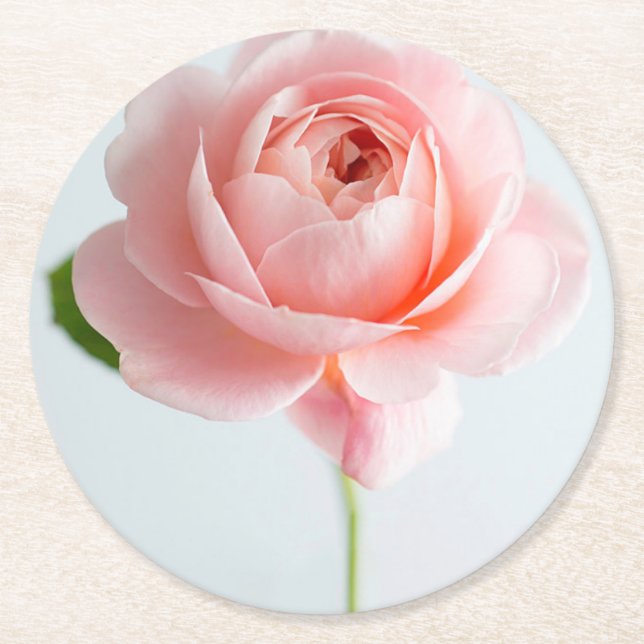 Pink Rose Paper Coasters (Front)