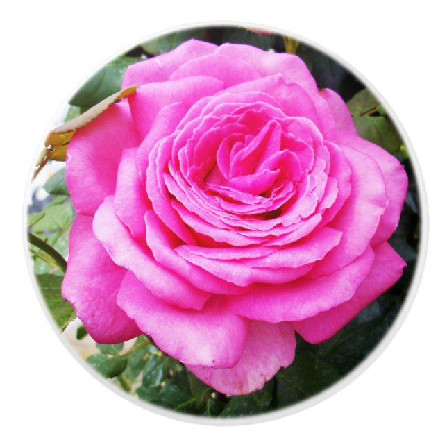 Pink Rose Passion, Ceramic Knob (Front)