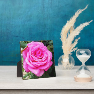 Pink Rose Passion, Plaque