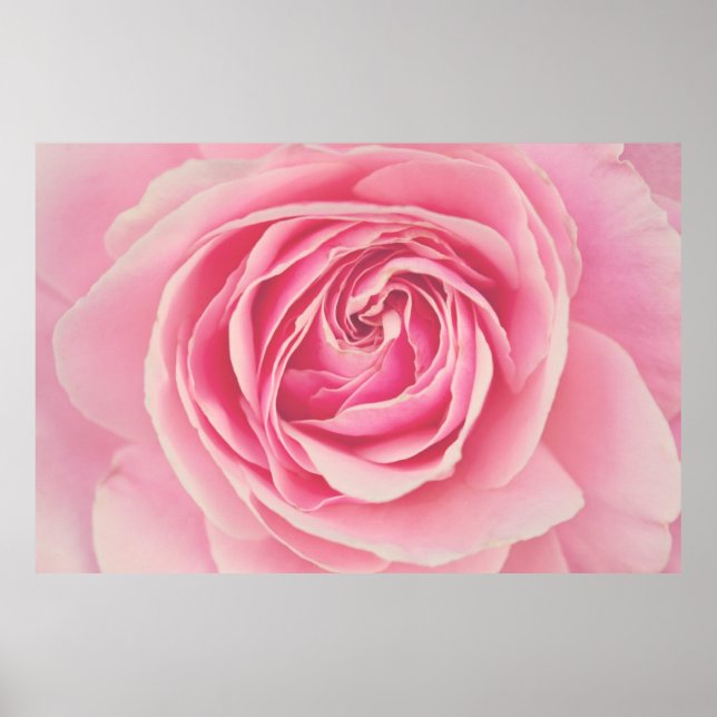 Pink Rose Petals Poster (Front)