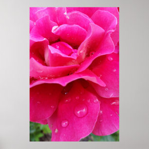 pink rose petals poster