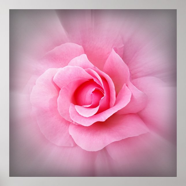 Pink rose petals poster (Front)