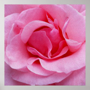 Pink rose petals poster