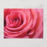 Pink Rose Petals With Water Drops. Macro Shot