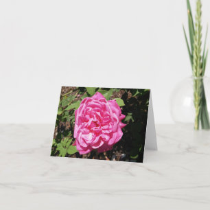 Pink Rose Photo Folded Note Card