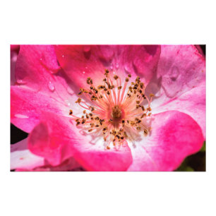 Pink Rose Photo Print