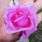 Pink Rose Photo Sculpture
