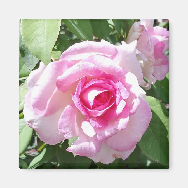 Pink Rose Photo Square Magnet (Front)