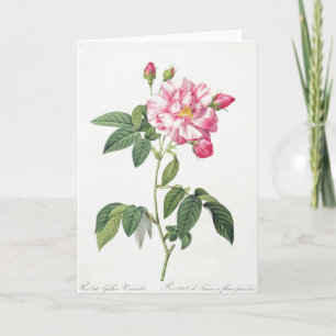 Pink Rose Pierre-Joseph Redoute Greeting Card