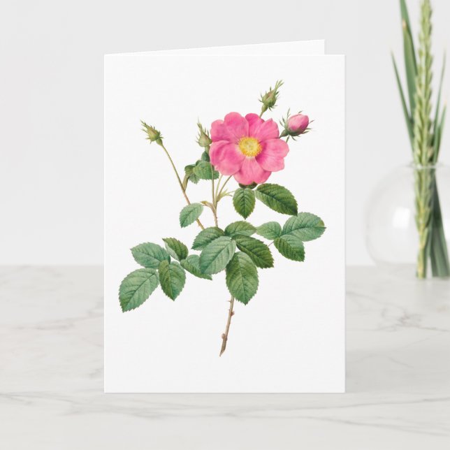 Pink Rose Pierre-Joseph Redoute Greeting Card (Front)