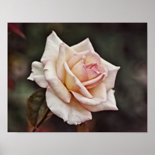 Pink Rose Portrait Photographic Art Print