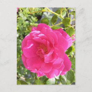 Pink Rose Post Card