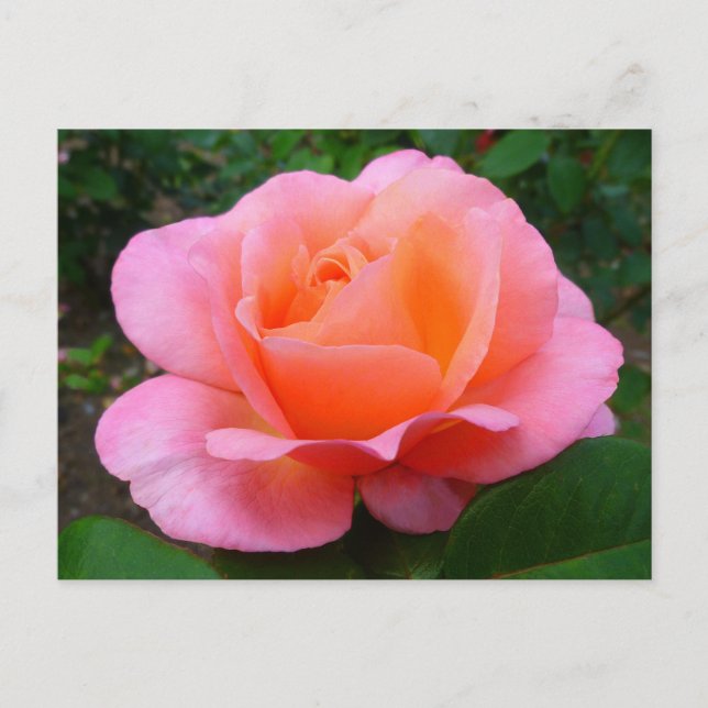 Pink Rose Postcard (Front)