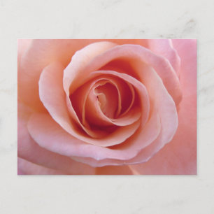 Pink Rose Postcard