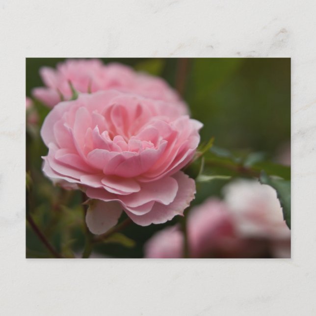 Pink Rose Postcard (Front)