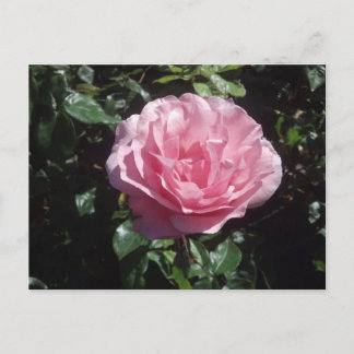 Pink Rose Postcard